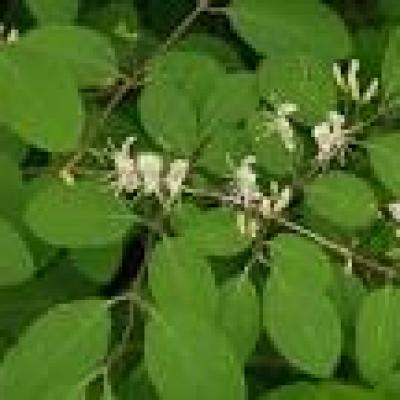 LONICERA XYLOSTEUM