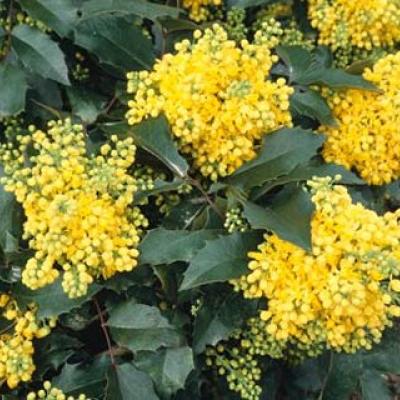 MAHONIA AQ. APOLLO