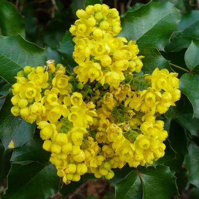 MAHONIA AQUIFOLIUM