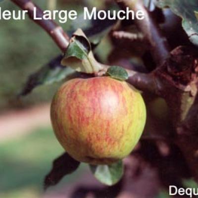 MALUS D. BELLE FLEUR L.MOUCHE-Rgf-Trad