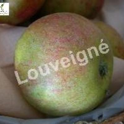 MALUS D. COX'S ORANGE PIPPIN