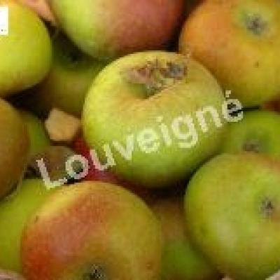 MALUS D. COURT-PENDU Trad-RGF