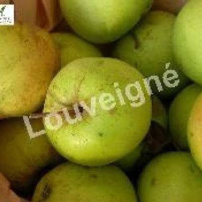 MALUS D. GOLDEN DELICIOUS