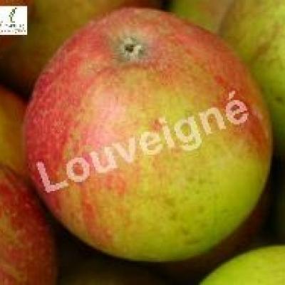 MALUS D. GUEULE DE MOUTON Trad-RGF