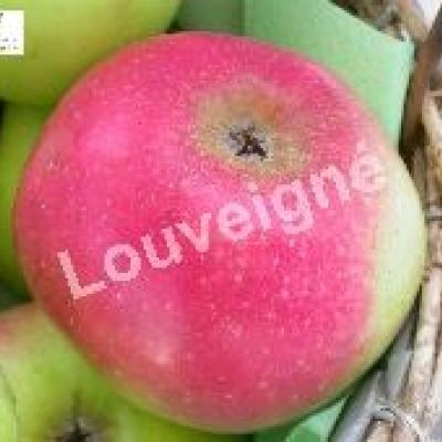 MALUS D. GODIVERT RGF-Gbx