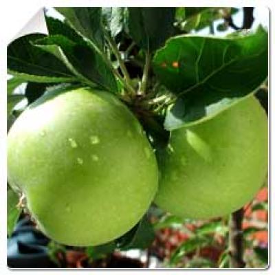 MALUS D. GRANNY SMITH