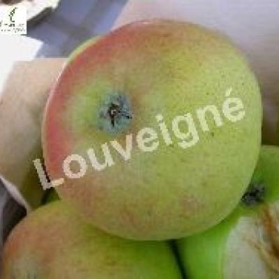 MALUS D. JACQUES LEBEL Trad-RGF