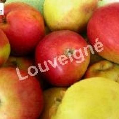 MALUS D. LA PAIX RGF-Gbx