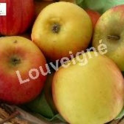 MALUS D. RTTE. DE BLENHEIM RGF-Gbx