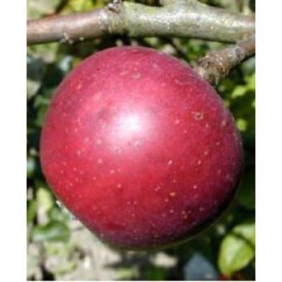 MALUS D. REINETTE DE CHENEE Trad-RGF