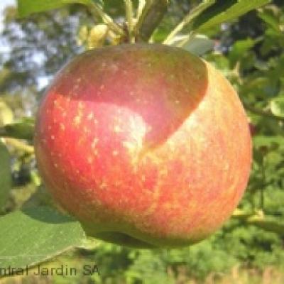 MALUS D. RTTE. DE HERNAUT RGF-Gbx