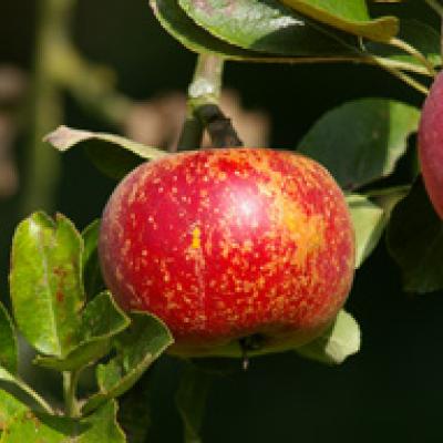 MALUS D. RAMBOUR HIVER