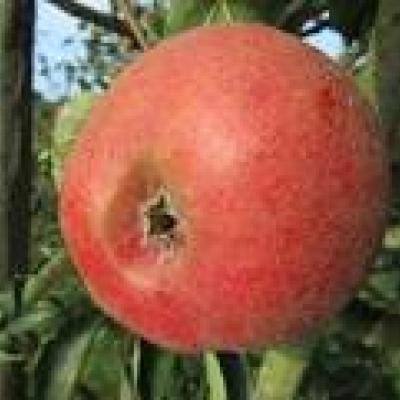 MALUS D. REINETTE PROFESSEUR LECRENIER RGF-GBX