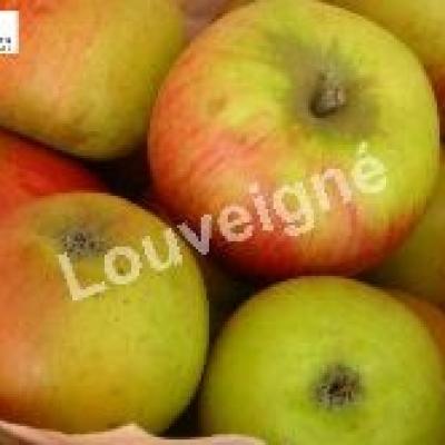 MALUS D. REINE DES REINETTES Trad-RGF