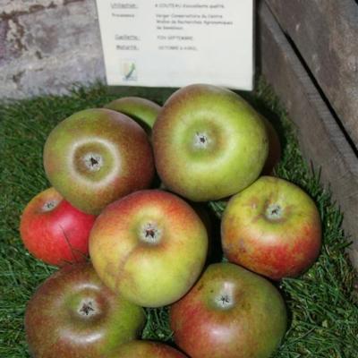 MALUS D. RTTE. DE WALEFFE RGF-Gbx