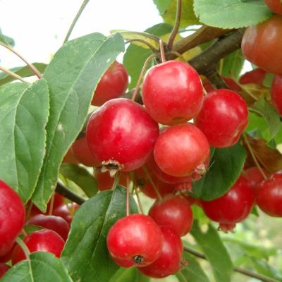 MALUS RED SENTINEL