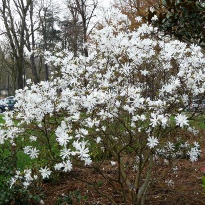 MAGNOLIA STELLATA