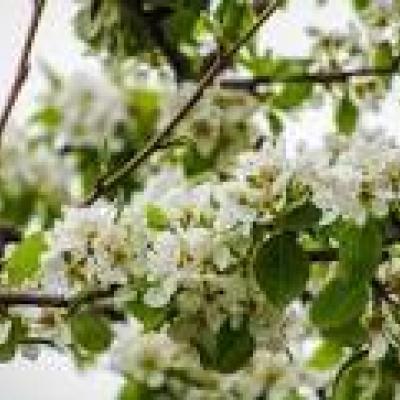 MALUS SYLVESTRIS