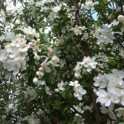 MALUS WHITE ANGEL