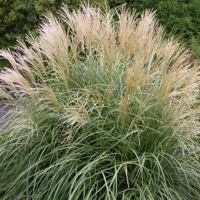 MISCANTHUS SIN. ADAGIO