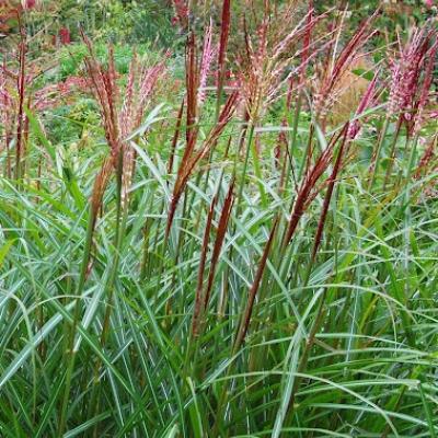 MISCANTHUS S. FERNER OSTEN