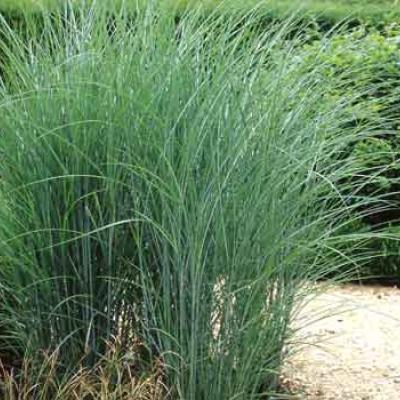 MISCANTHUS S. GRACILLIMUS