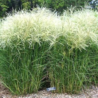 MISCANTHUS S. KLEINE FONTANE