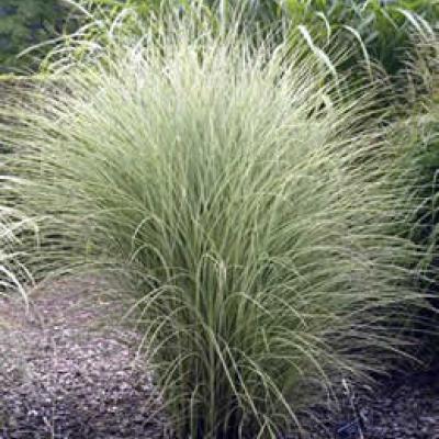 MISCANTHUS S. MORNING LIGHT