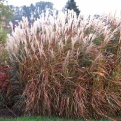 MISCANTHUS S. PURPURASCENS