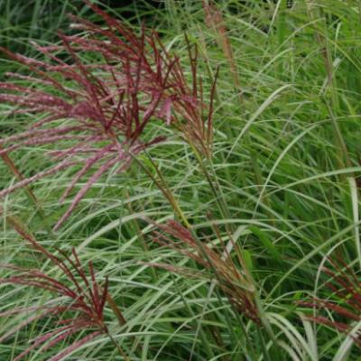 MISCANTHUS SIN. RED CHIEF