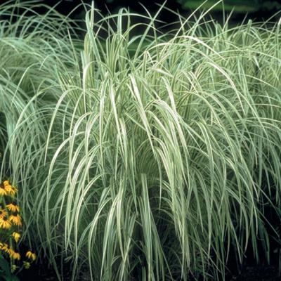 MISCANTHUS SIN. VARIEGATUS