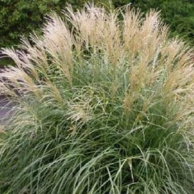 MISCANTHUS S. YAKUSHIMA DWARF