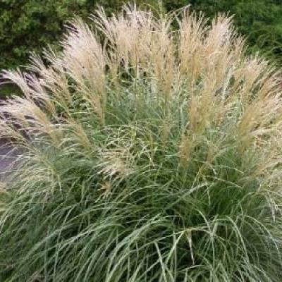 MISCANTHUS S. YAKUSHIMA DWARF