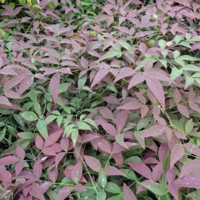 NANDINA DOM. FLIRT ®