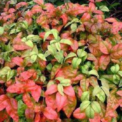 NANDINA DOM. FIREPOWER®