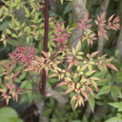 NANDINA DOMESTICA