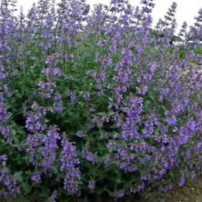 NEPETA F. SIX HILLS GIANT