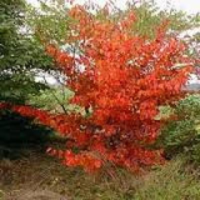 PARROTIA PERSICA VANESSA