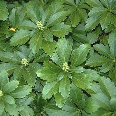 PACHYSANDRA TERMINALIS