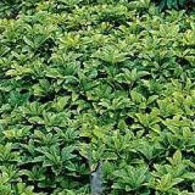 PACHYSANDRA T. GREEN CARPET