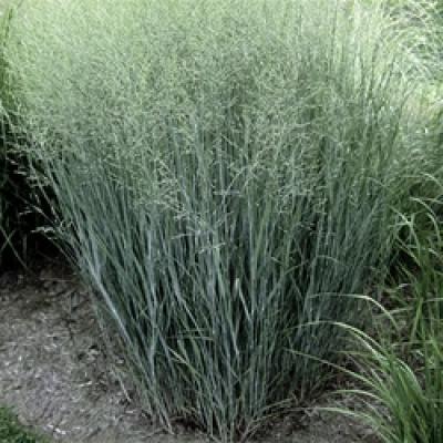 PANICUM VIRGATUM HEAVY METAL