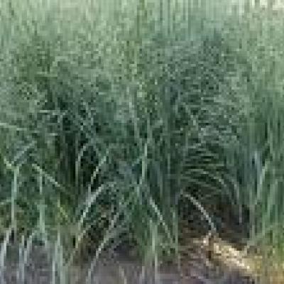 PANICUM VIRGATUM NORTHWIND