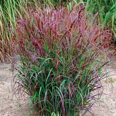 PANICUM VIRGATUM SQUAW
