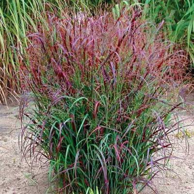 PANICUM VIRGATUM SQUAW