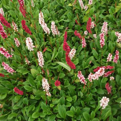 PERSICARIA AFFINIS DARJEELING RED