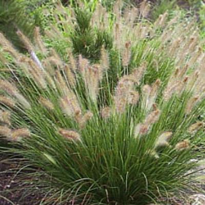 PENNISETUM ALOP. HAMELN