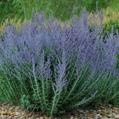 PEROVSKIA ATRIPLICIFOLIA LACEY BLUE ®