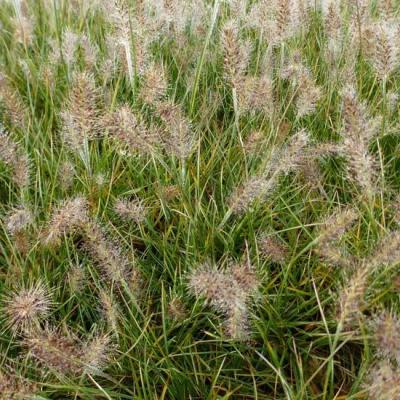 PENNISETUM ALOP. LITTLE HONEY