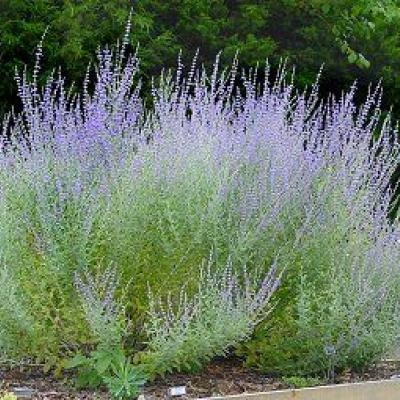 PEROVSKIA ATRIPLICIFOLIA LITTLE SPIRE