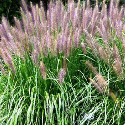 PENNISETUM ALOP. REDHEAD